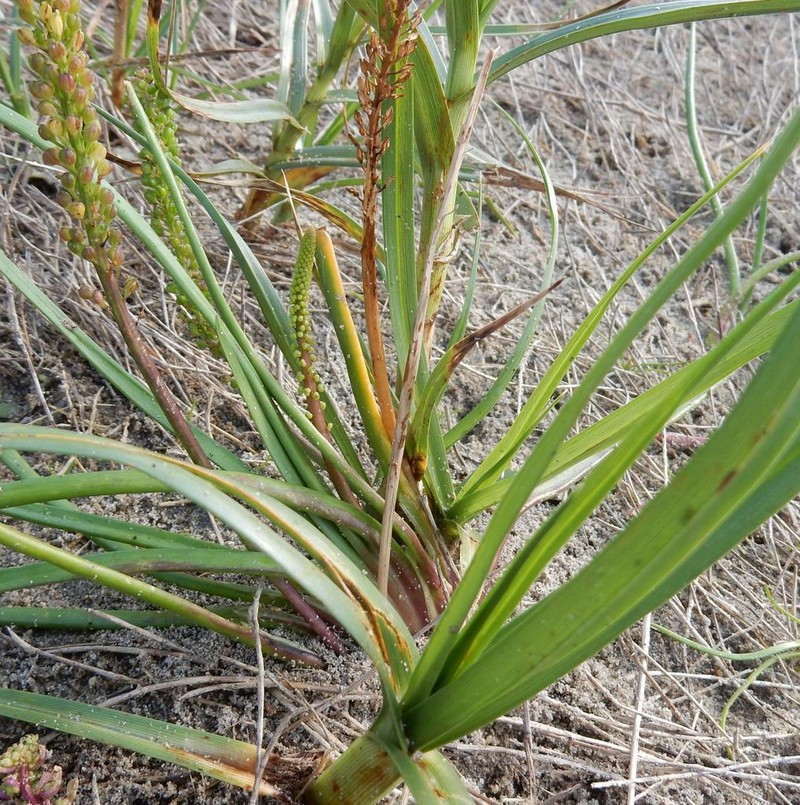 Three-Rib Arrowgrass photo 4