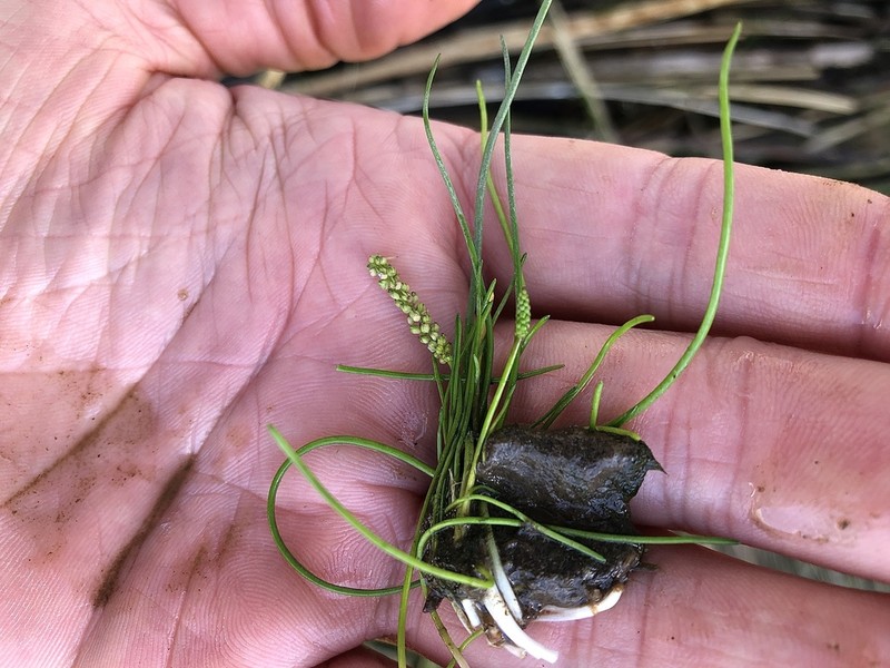 Three-Rib Arrowgrass photo 5