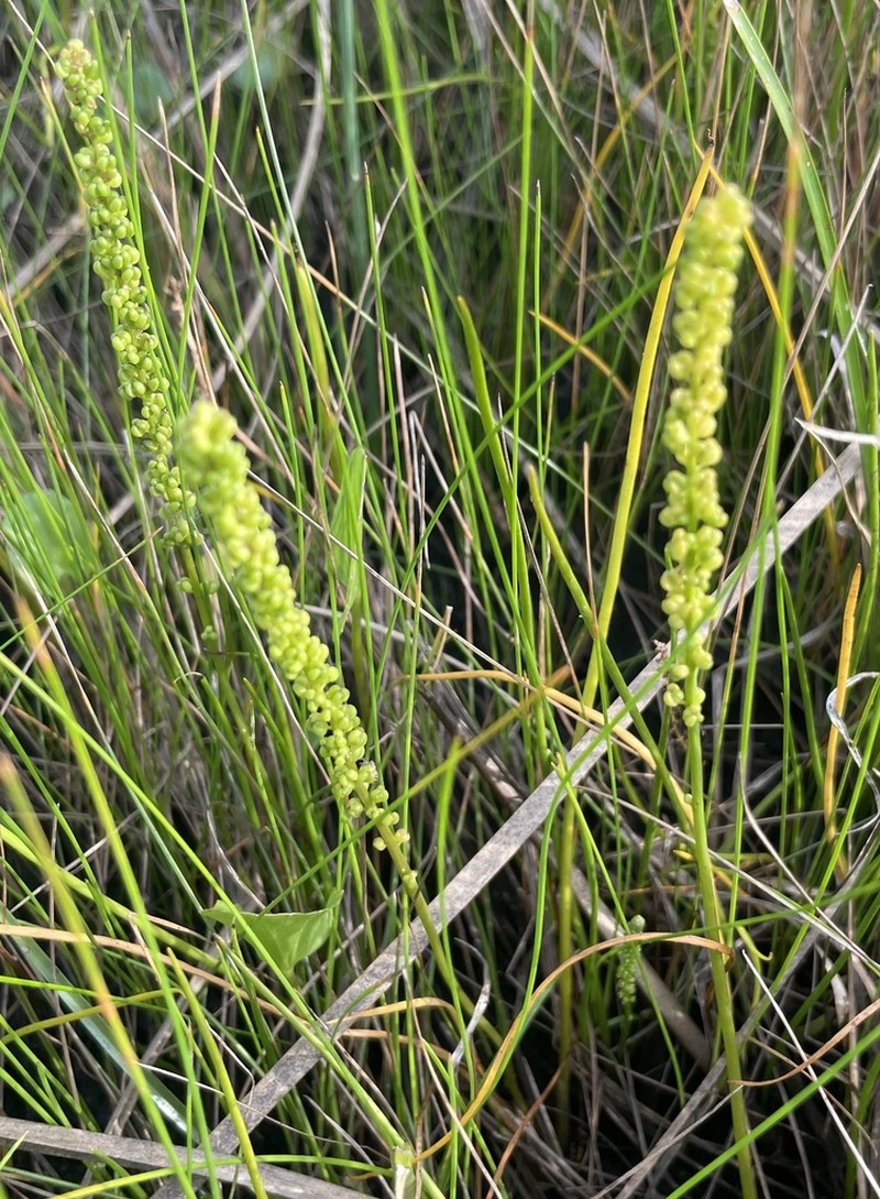 Three-Rib Arrowgrass photo 6