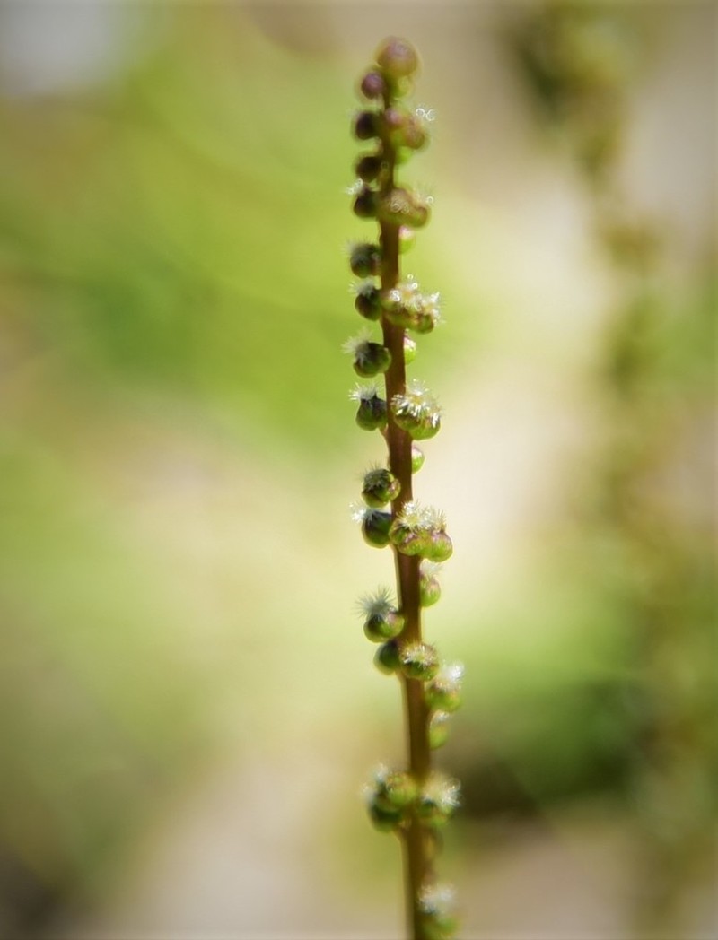 Three-Rib Arrowgrass photo 7