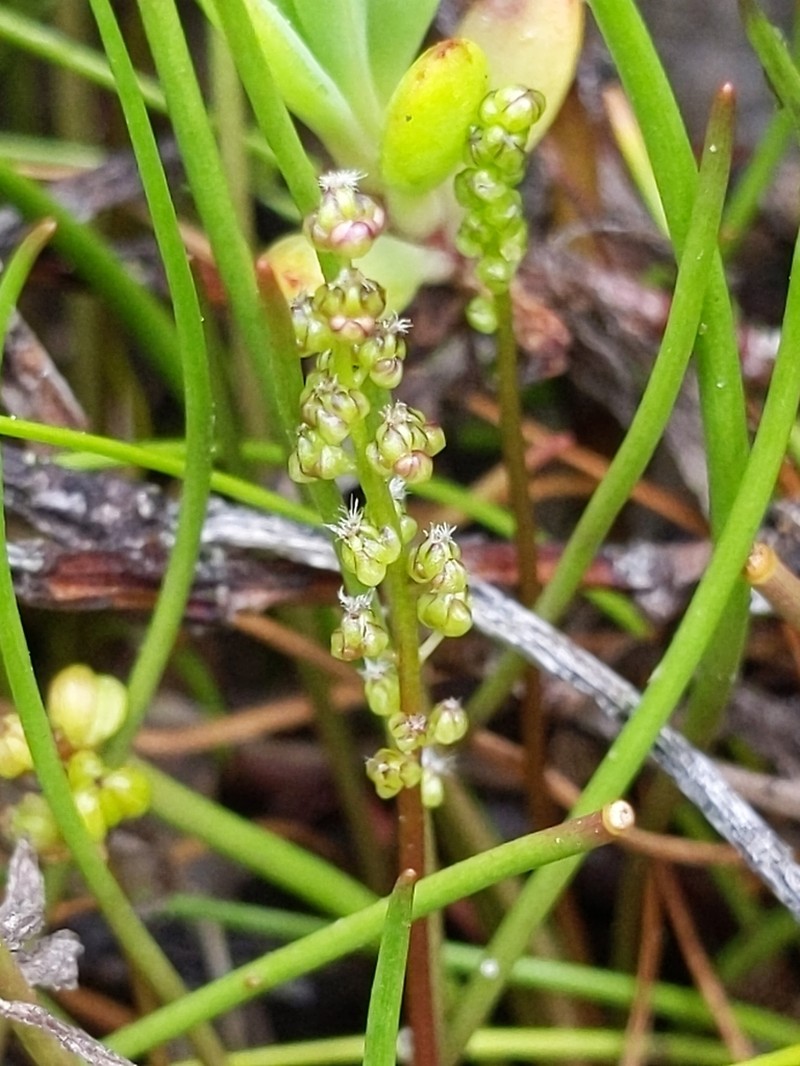 Three-Rib Arrowgrass photo 8