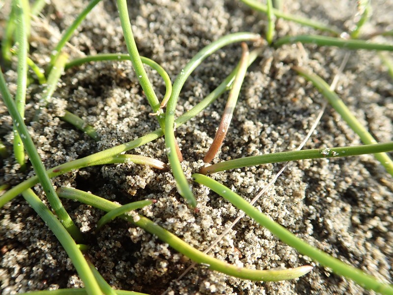 Three-Rib Arrowgrass photo 4