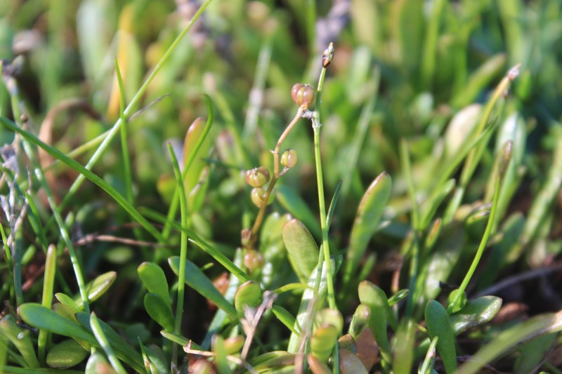 Three-Rib Arrowgrass photo 5