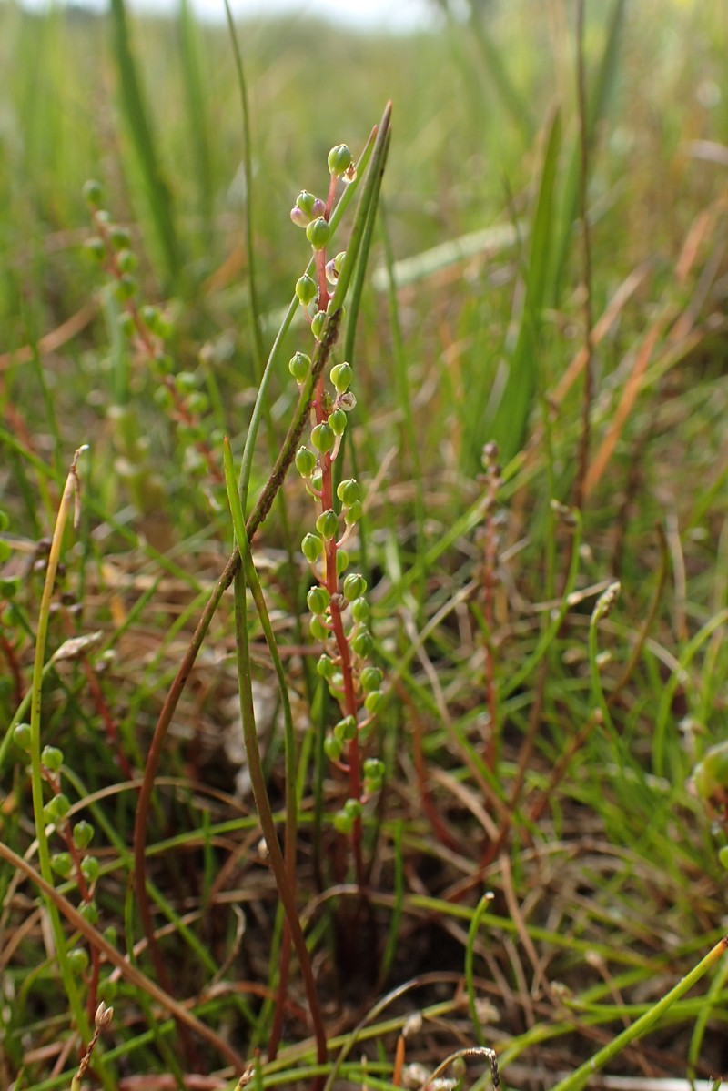 Three-Rib Arrowgrass photo 2
