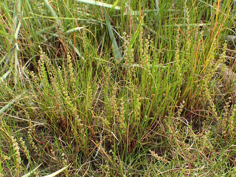 Three-Rib Arrowgrass photo 3