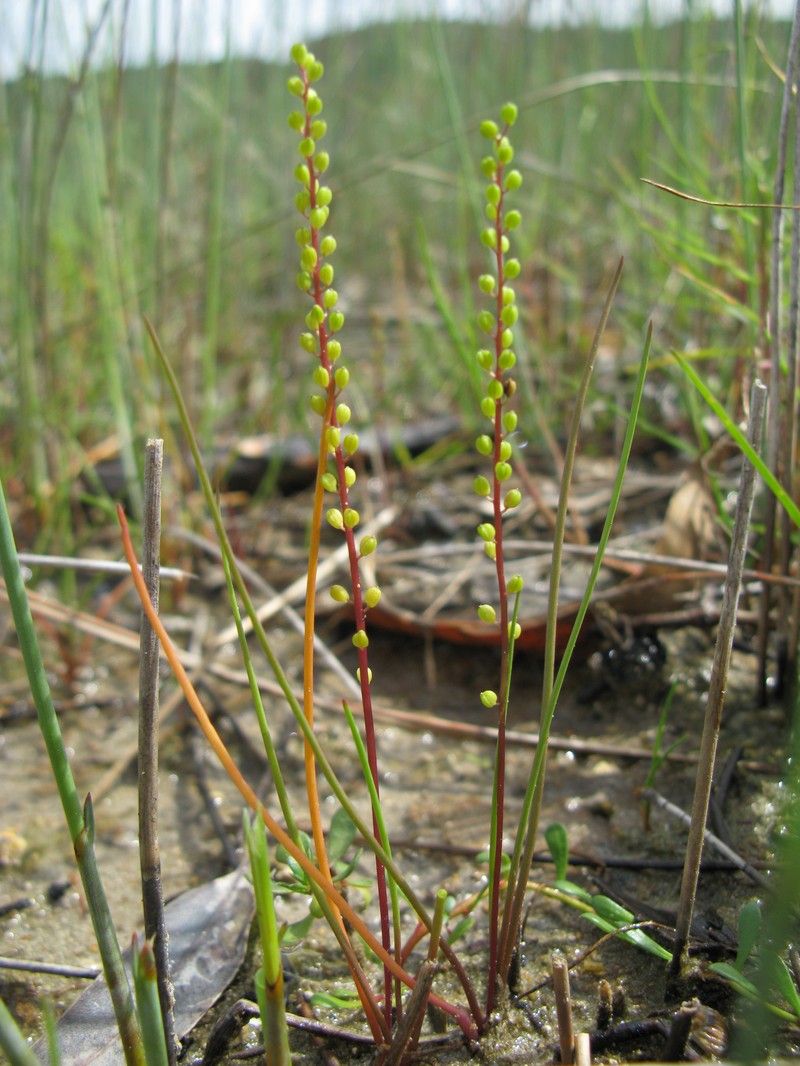 Three-Rib Arrowgrass