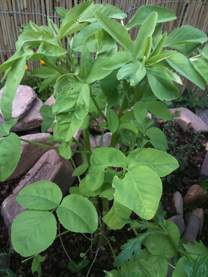 Blue Fenugreek photo 4
