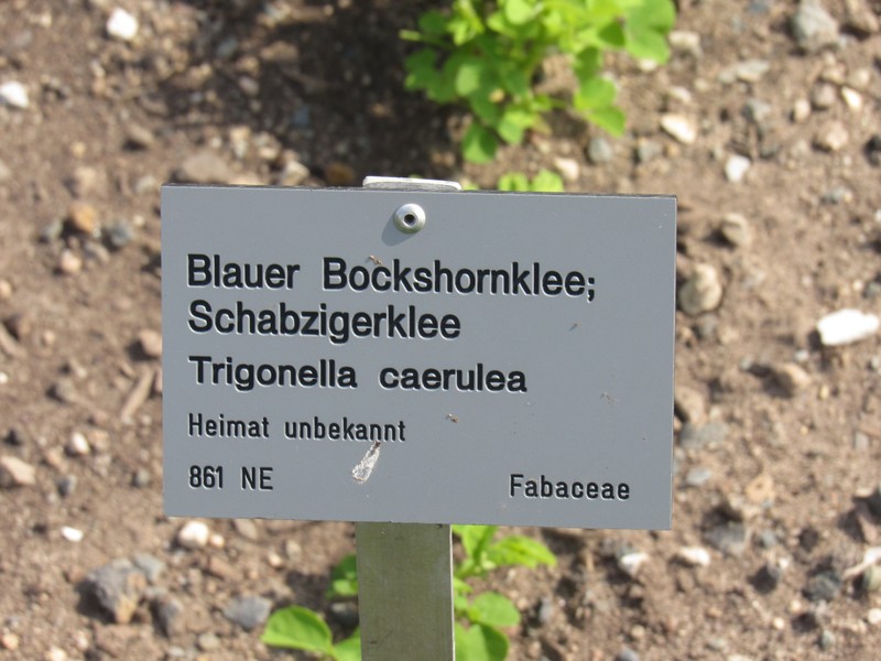 Blue Fenugreek photo 5