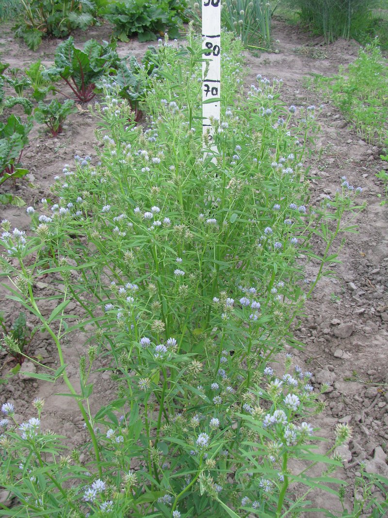 Blue Fenugreek photo 6