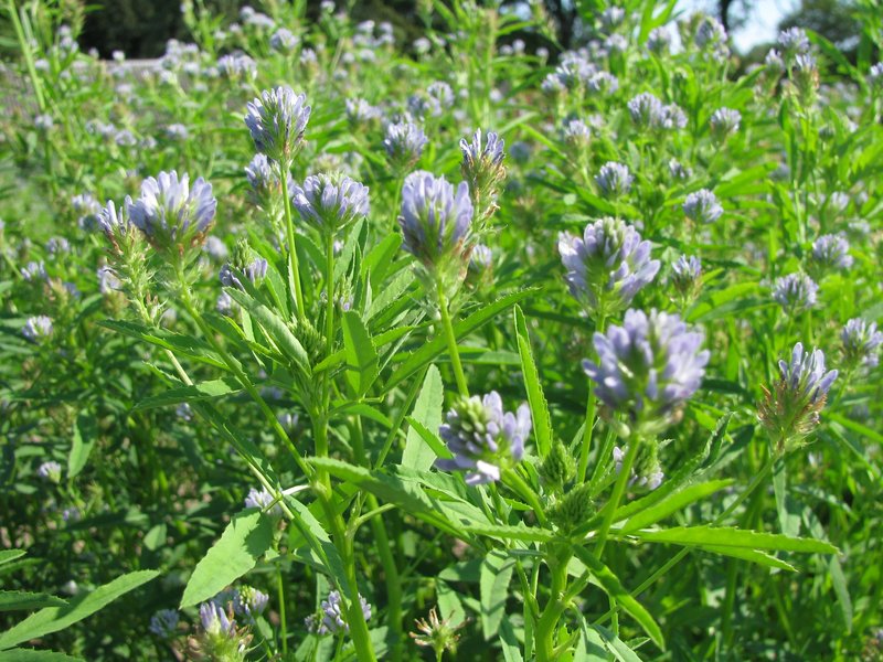 Blue Fenugreek photo 7