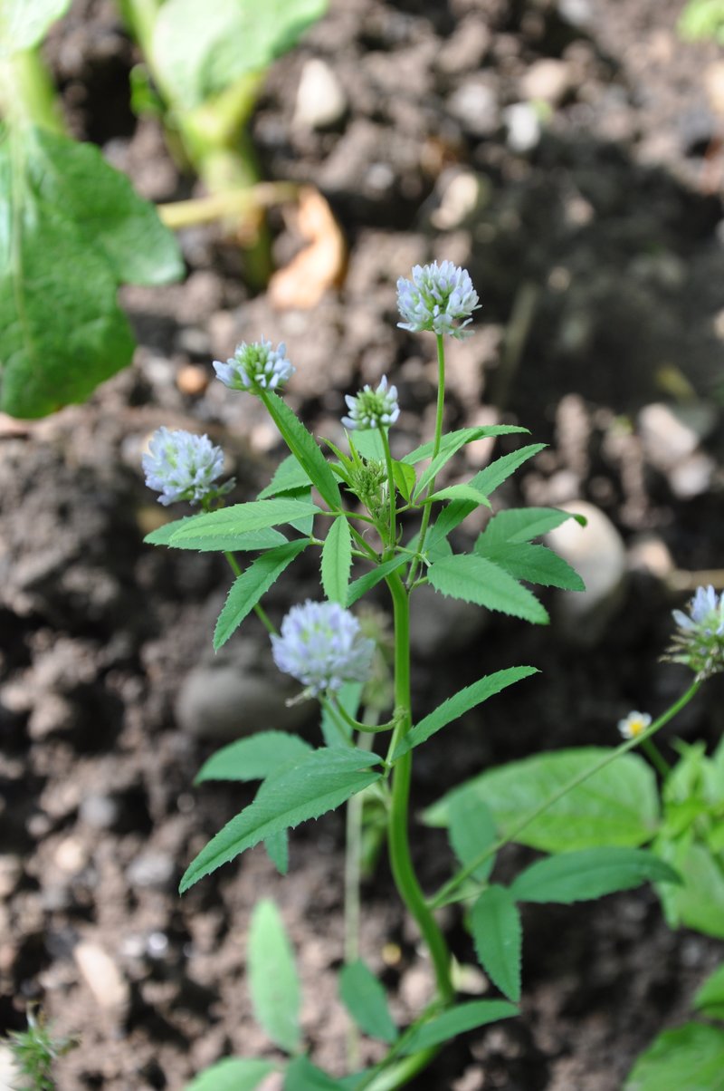 Blue Fenugreek photo 8