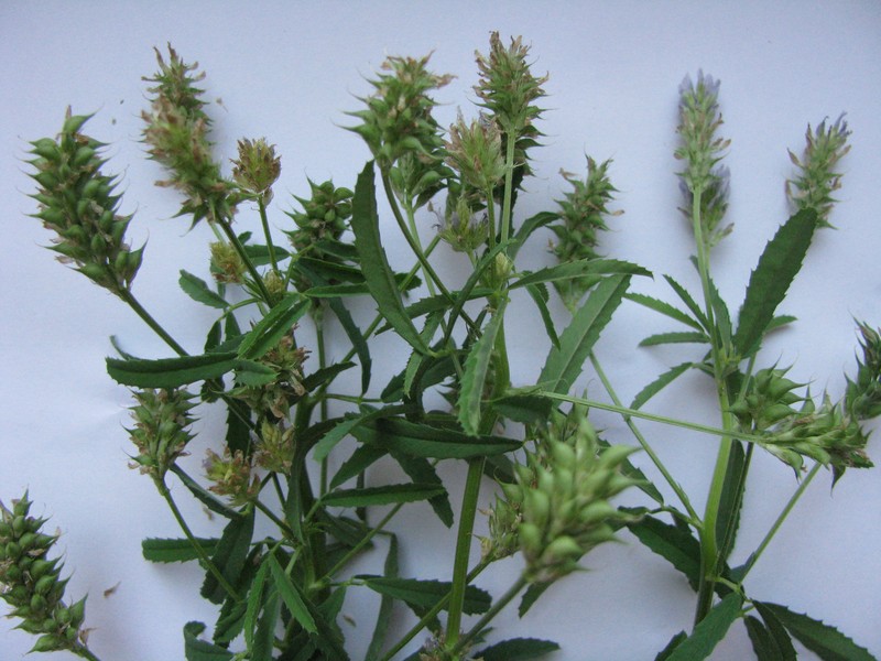 Blue Fenugreek photo 2