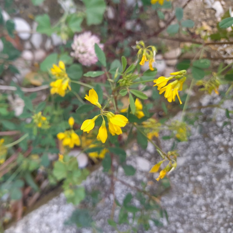 Cultivated Fenugreek