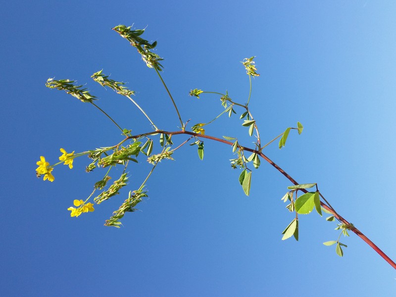 Cultivated Fenugreek photo 2