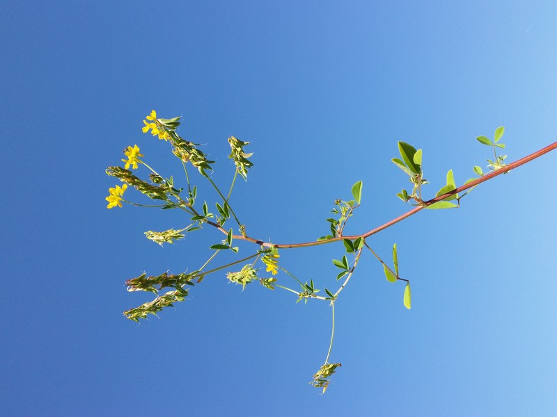 Cultivated Fenugreek photo 3