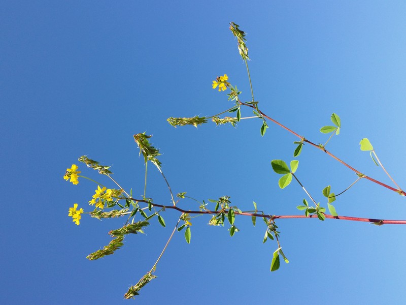 Cultivated Fenugreek photo 4