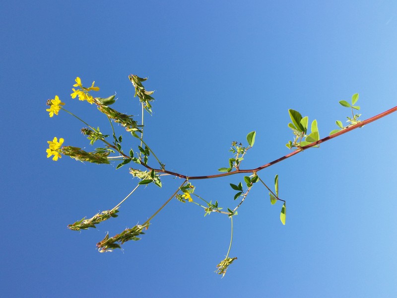 Cultivated Fenugreek photo 5