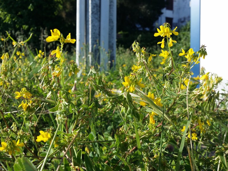 Cultivated Fenugreek photo 6