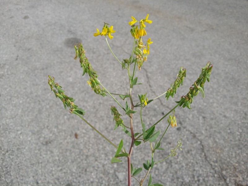 Cultivated Fenugreek photo 7