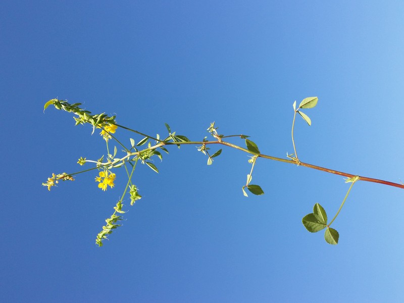 Cultivated Fenugreek photo 8