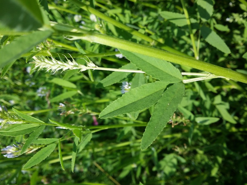 Trailing Fenugreek photo 5