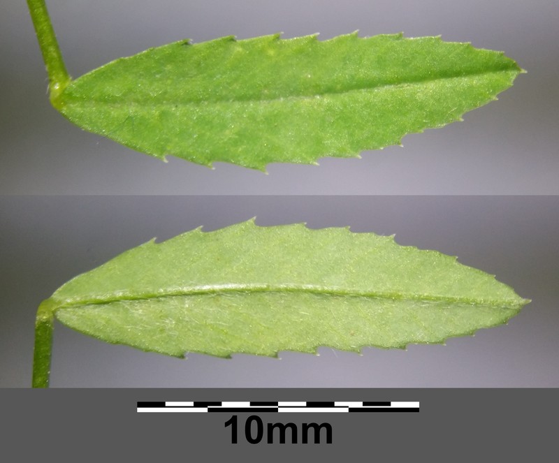 Trailing Fenugreek photo 6