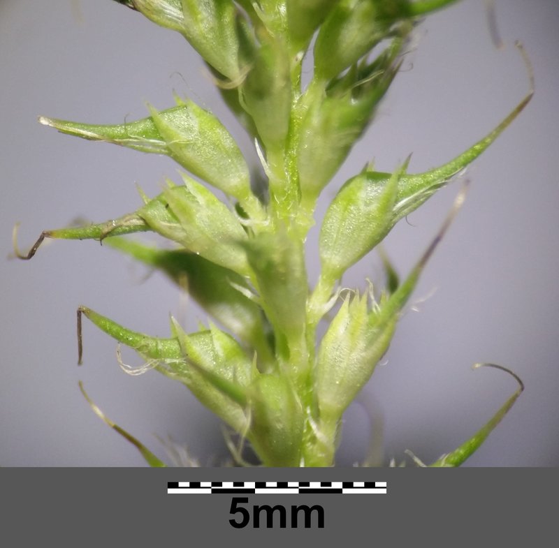 Trailing Fenugreek photo 7