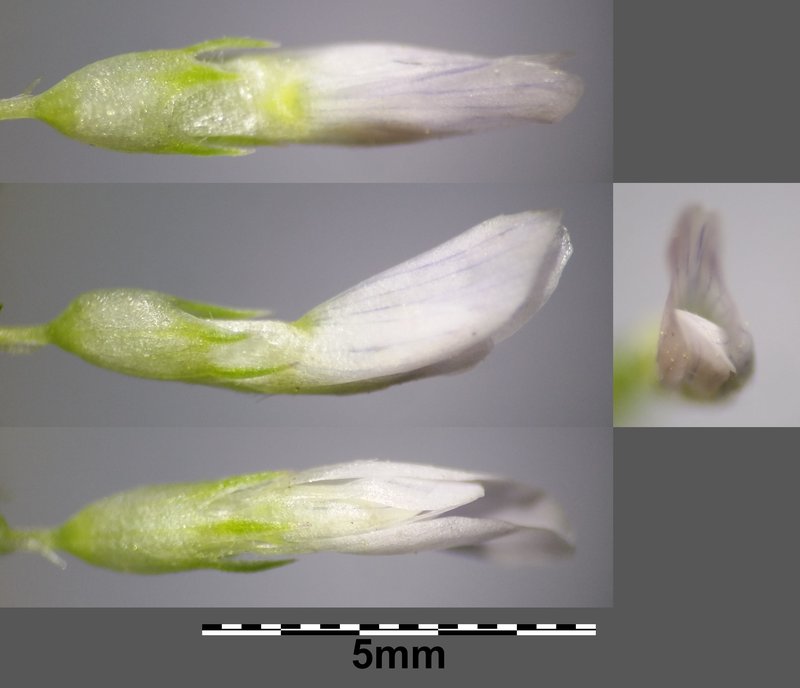 Trailing Fenugreek photo 8