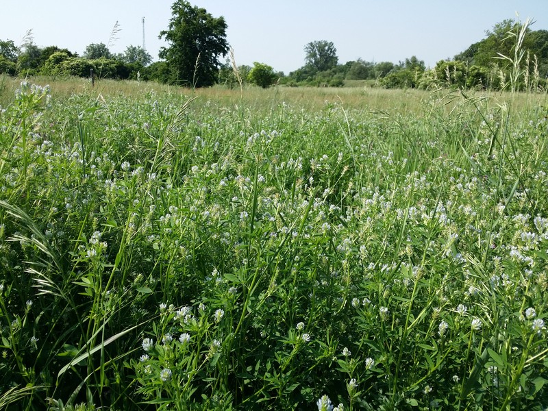 Trailing Fenugreek photo 2
