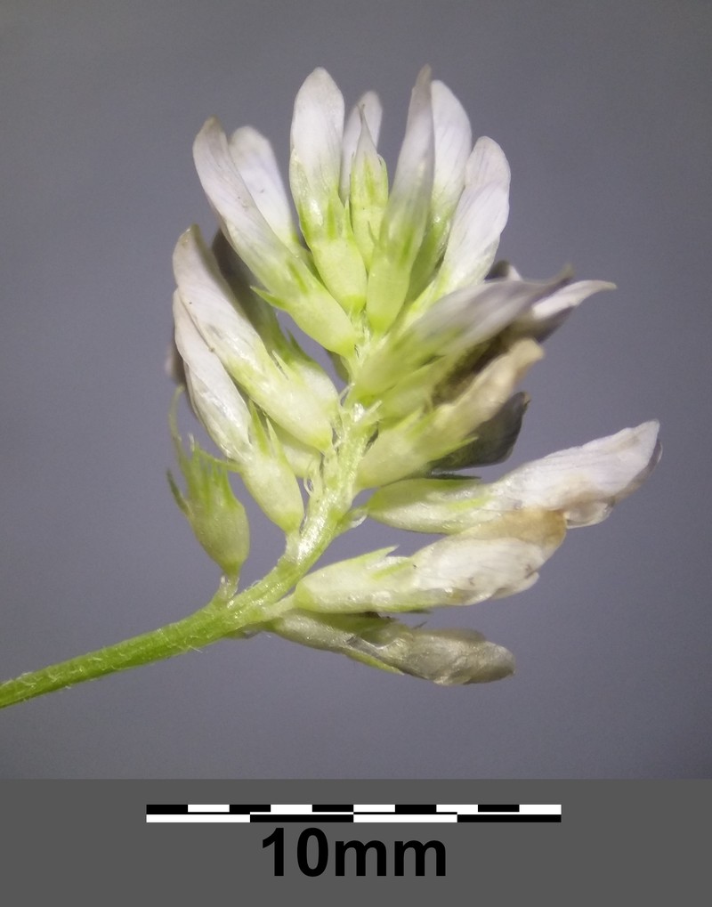 Trailing Fenugreek photo 3