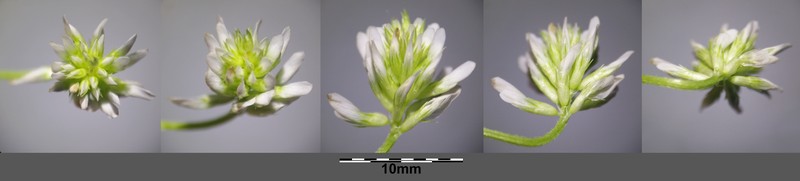 Trailing Fenugreek photo 4