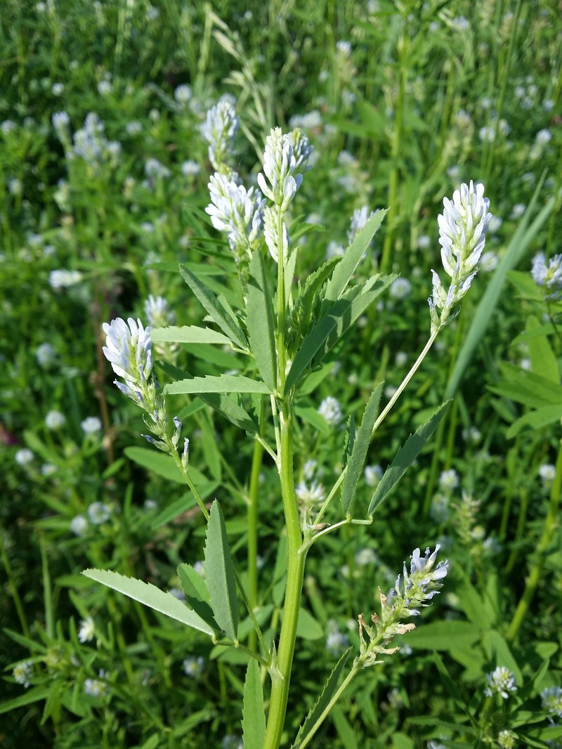 Trailing Fenugreek photo 9