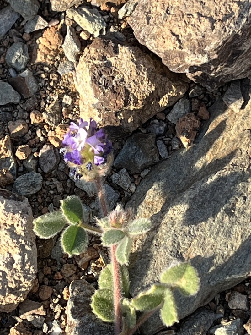 Trigonella rotundifolia