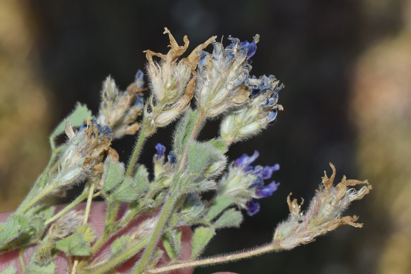 Trigonella rotundifolia photo 2