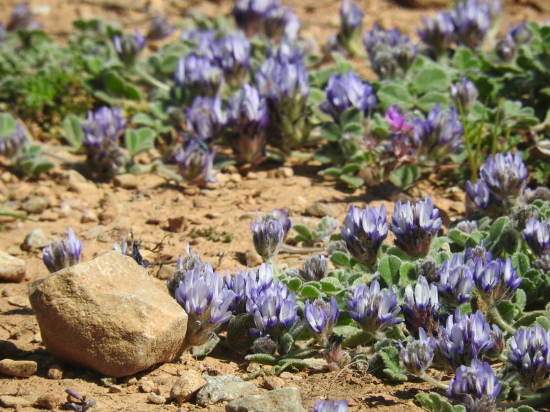Trigonella rotundifolia photo 3