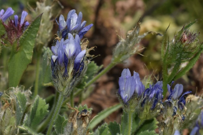 Trigonella rotundifolia photo 4