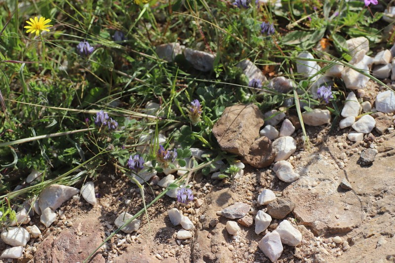 Trigonella rotundifolia photo 5