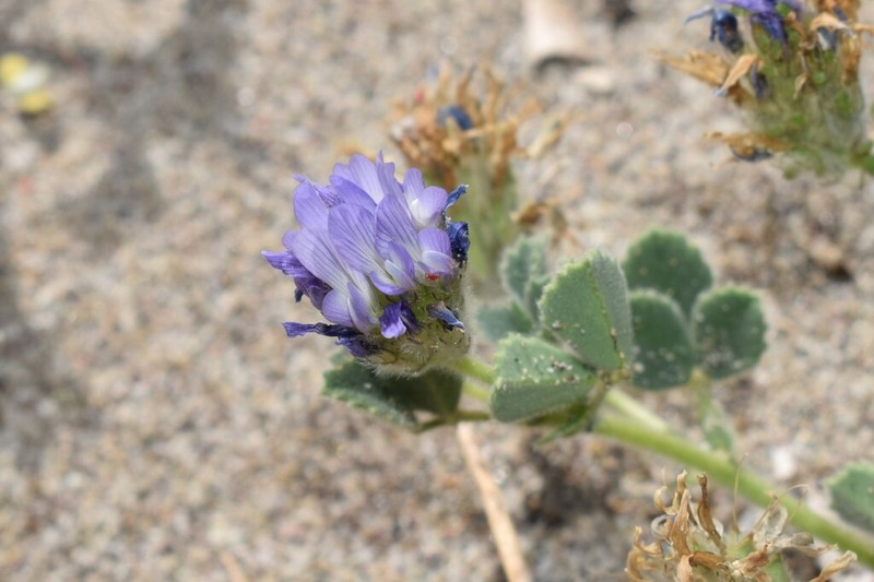 Trigonella rotundifolia photo 6