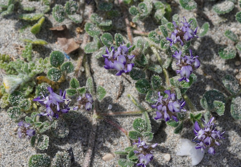 Trigonella rotundifolia photo 7
