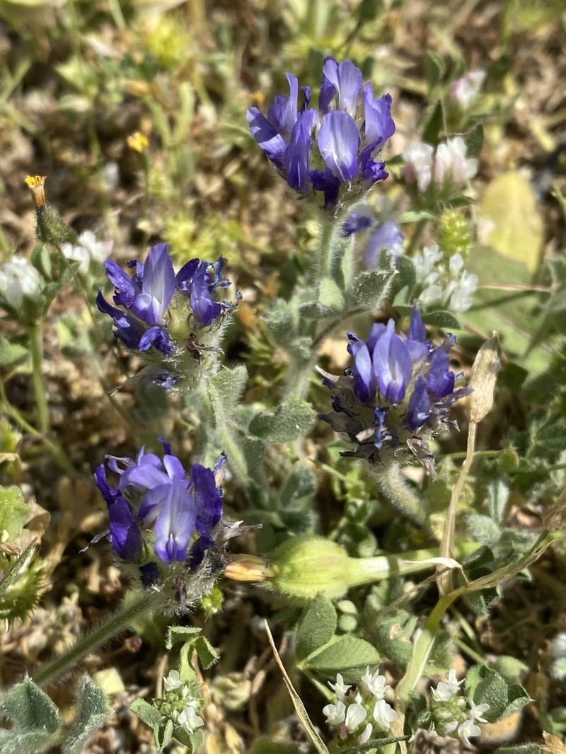 Trigonella rotundifolia photo 8