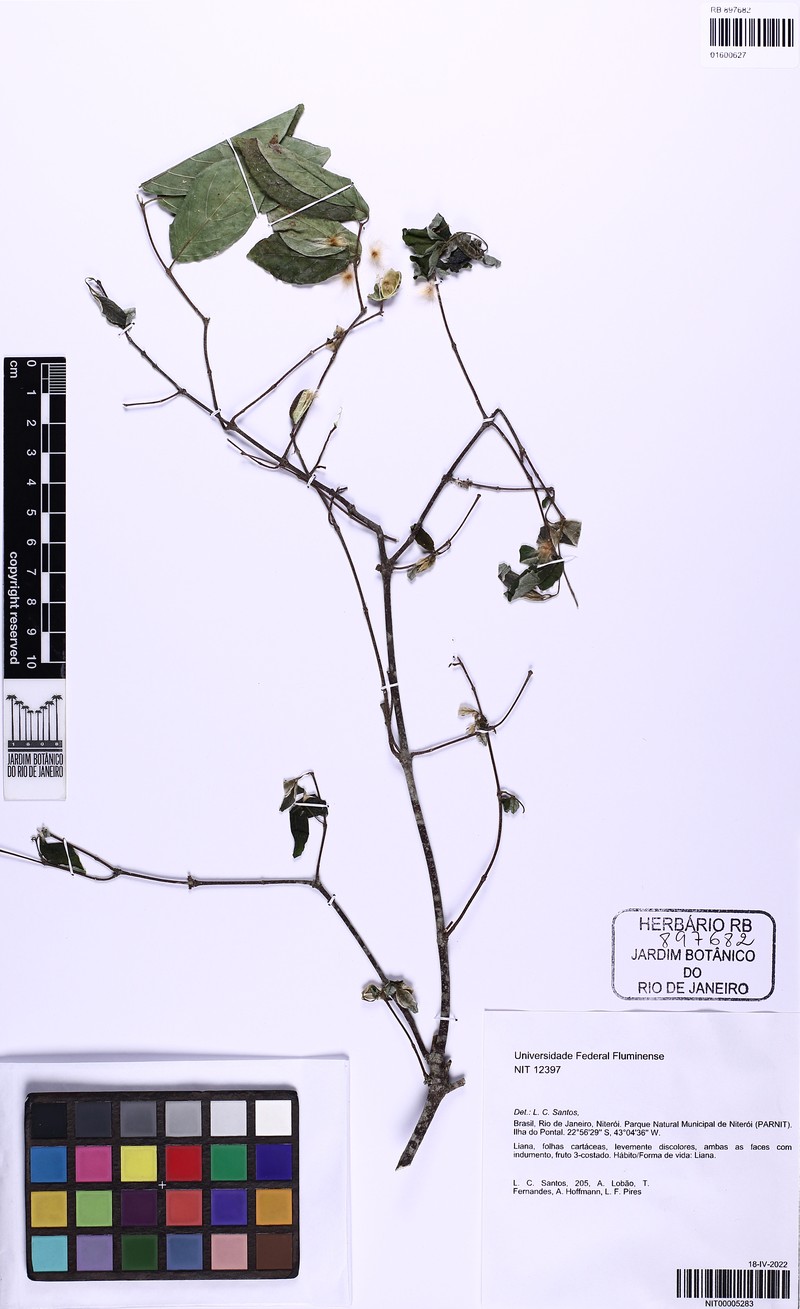 Trigonia eriosperma subsp. eriosperma