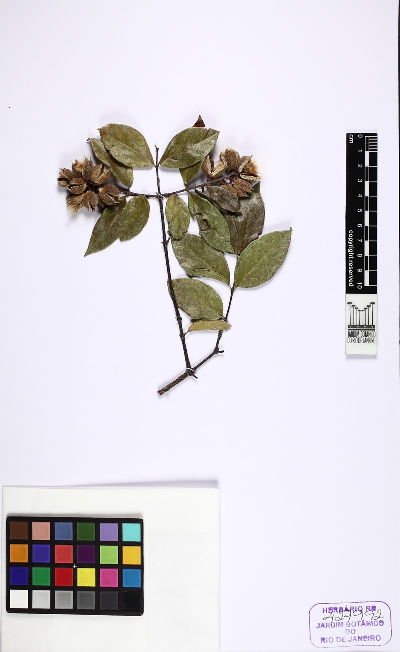 Trigonia eriosperma subsp. eriosperma photo 2