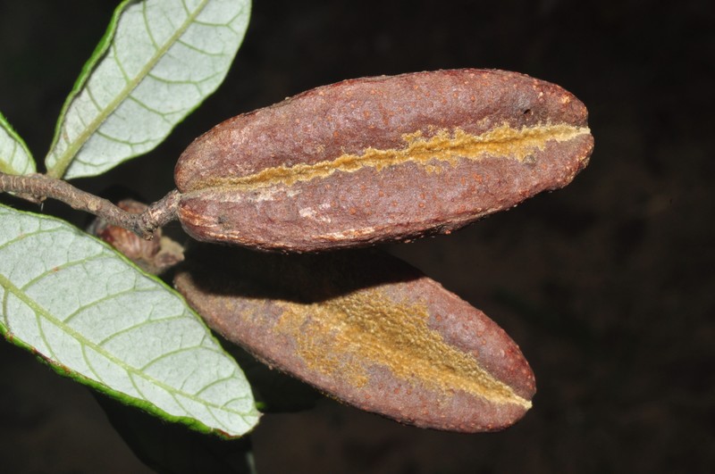 Trigonia nivea var. nivea
