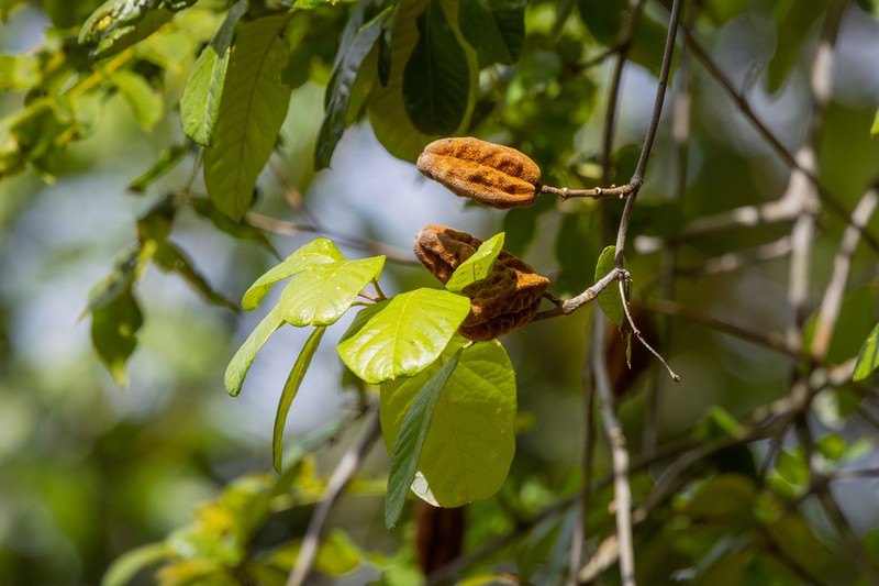 Trigonia rytidocarpa photo 2