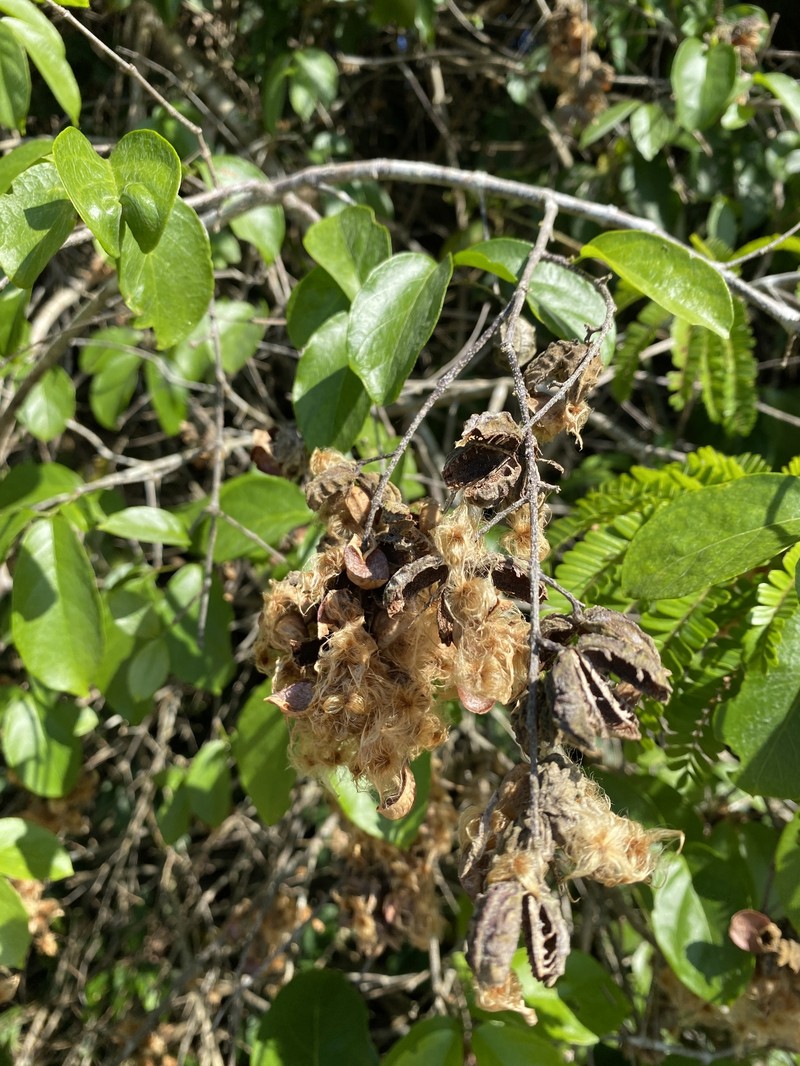 Trigonia rytidocarpa photo 3