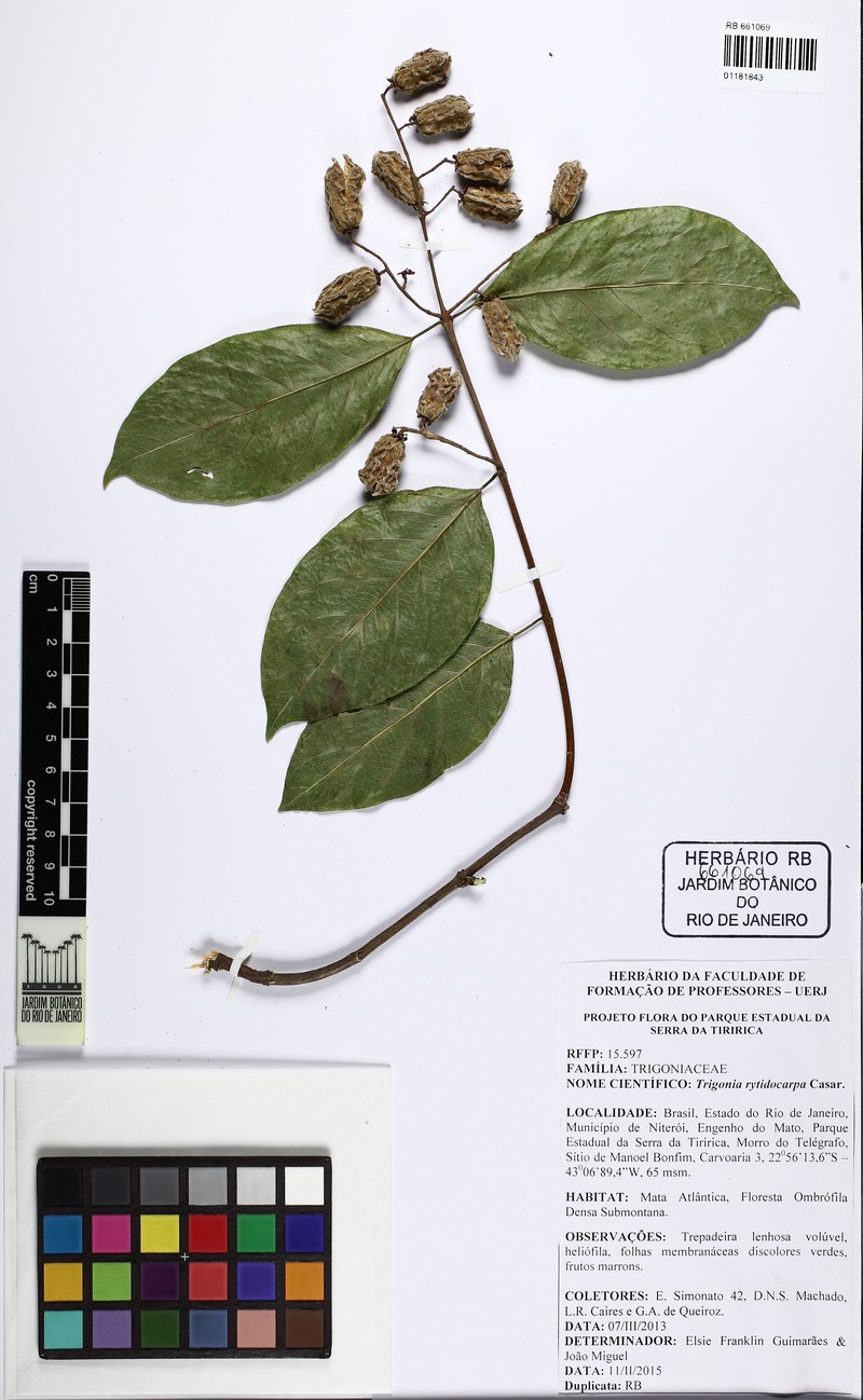 Trigonia rytidocarpa photo 4