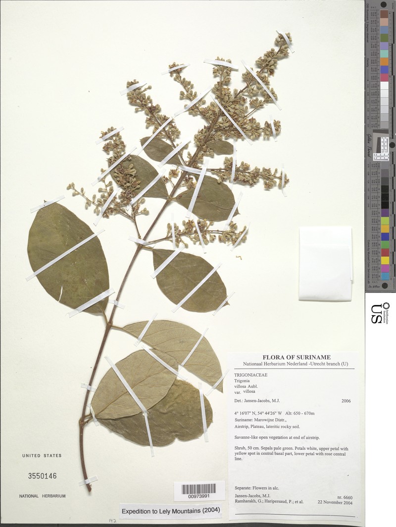 Trigonia villosa var. villosa
