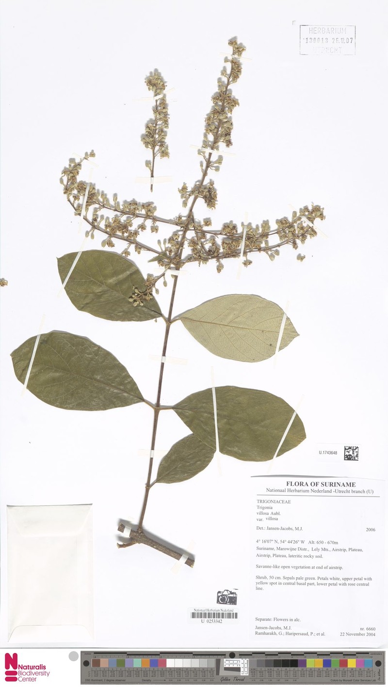 Trigonia villosa var. villosa photo 2