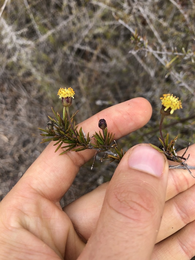 Trigonopterum laricifolium