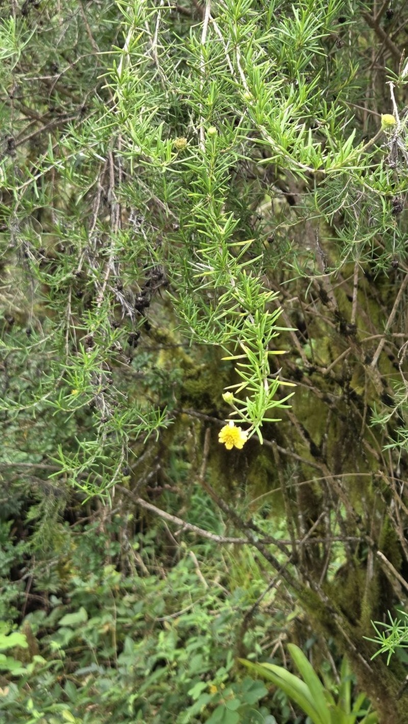 Trigonopterum laricifolium photo 2